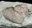 Nice Fossil Gastropod (Cyclonema) - Ohio #57825-1